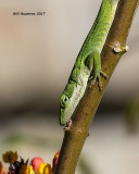 5F1A9689 Green Anole.jpg