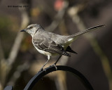 5F1A9708 Northern Mockingbird.jpg