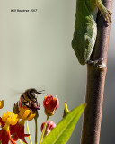 5F1A9733 Anole and Bee.jpg