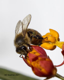 5F1A9798 Honey bee.jpg