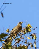 5F1A0032 American Robin.jpg