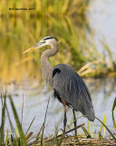 5F1A0053 Great Blue Heron.jpg