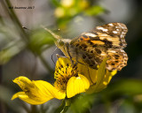 5F1A0092 Painted Lady.jpg