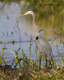 5F1A0045 Great Blue Heron.jpg