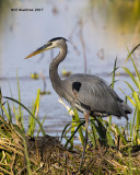 5F1A0046 Great Blue Heron.jpg