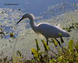 5F1A9918 Snowy Egret.jpg