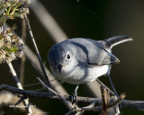 5F1A9940 Blue-gray Gnatcatcher.jpg