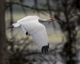 5F1A0409 WHite Ibis.jpg