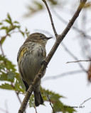 5F1A0425 Yellow-rumped Warbler.jpg