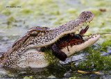 _MG_2275 Alligator.jpg
