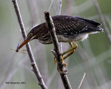 _MG_2512 Green Heron.jpg