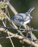 5F1A9937 A Blue-gray Gnatcatcher.jpg