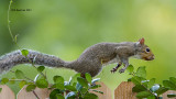 _MG_4910 Gray Squirrel.jpg