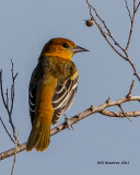 _MG_9308 Baltimore Oriole.jpg