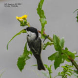 _MG_3838 Carolina Chickadee.jpg