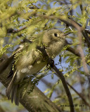 5F1A0676 Ruby-crowned Kinglet.jpg