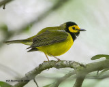 IMG_2210 Hooded Warbler.jpg