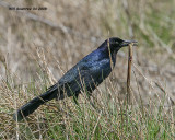 IMG_4471 Boat-tailed Grackle.jpg