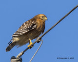 5F1A0735 Red-shouldered Hawk.jpg