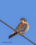 5F1A0753 American Kestral.jpg