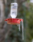 5F1A0774 Feeder iced.jpg