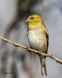 5F1A1061 American Goldfinch.jpg