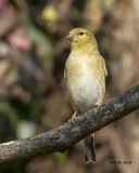 5F1A1104 American Goldfinch.jpg