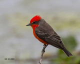 5F1A1514 Vermillion Flycatcher.jpg