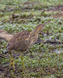 5F1A1574 American Bittern.jpg