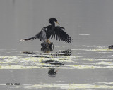 5F1A1613 Anhinga.jpg