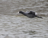 5F1A1629 American Coot.jpg