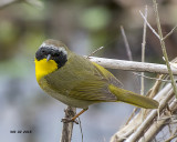 5F1A1592 Common Yellow-throat.jpg