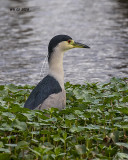 5F1A1682 Black-crowned Night Heron.jpg