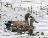 5F1A1710 Blue-wing Teal.jpg