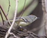 5F1A1789 Ruby-crowned Kinglet.jpg
