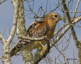 5F1A2064 Red-shouldered Hawk.jpg