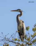 5F1A2325 Great Blue Heron.jpg