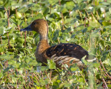 5F1A2409 Fulvous Whistling Duck.jpg