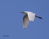 5F1A2486 Great Egret.jpg