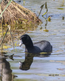 5F1A2529 American Coot.jpg