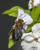 5F1A2669 Eastern Carpenter Bee.jpg