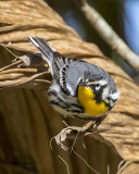 5F1A2754 Yellow-throated Warbler.jpg