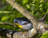 5F1A2809 Northern Parula f.jpg