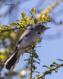 5F1A2841 Blue-grey Gnatcatcher DVM.jpg