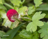 5F1A3037 Wild Strawberry.jpg