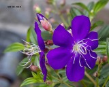 5F1A3145 Tibouchina.jpg
