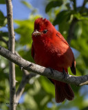 5F1A3481 Summer Tanager.jpg