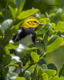 5F1A3716 Black-throated Green Warbler.jpg