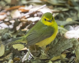 5F1A3628 Hooded Warbler.jpg