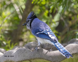 5F1A3760 Bluejay.jpg